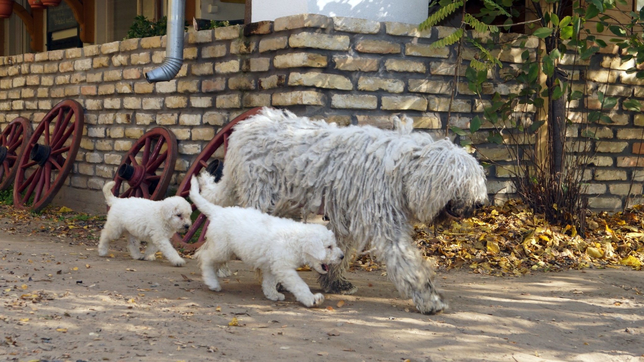Anda-Marócsek Anita az Andaházi Tanyák őre komondor kennel tulajdonosának fotója